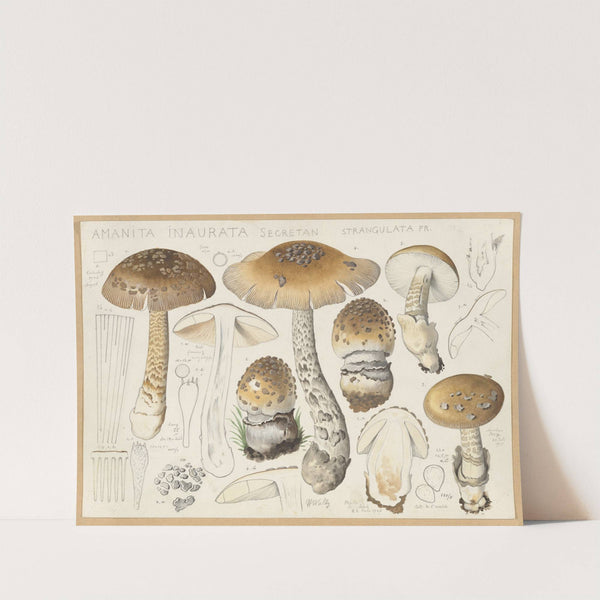 Amanita inaurata Secretan, strangulata Fr. (1915-1945) by Hans Walty