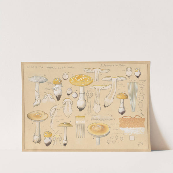 Amanita junquillea Quél. (1915-1945) by Hans Walty