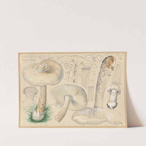 Amanita lividopalescens Secr. Boud. (1915-1945) by Hans Walty