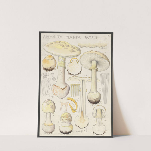 Amanita mappa Batsch 2 (1915-1945) by Hans Walty