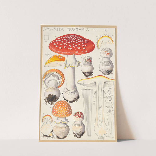 Amanita muscaria (L) (1915-1945) by Hans Walty