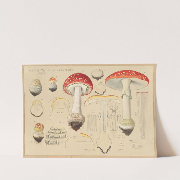 Amanita muscaria (L) Pers. (1915-1945) by Hans Walty