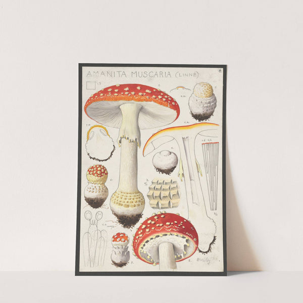 Amanita muscaria (Linné) (1915-1945) by Hans Walty