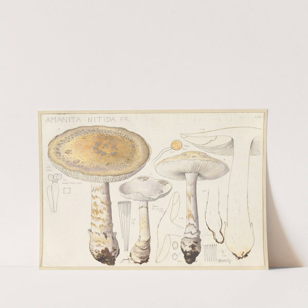 Amanita nitida Fr. (1915-1945) by Hans Walty