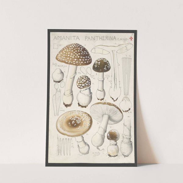 Amanita pantherina Cand (1915-1945) by Hans Walty