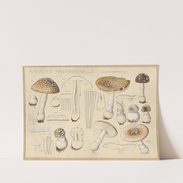 Amanita pantherina Cand. (1915-1945) by Hans Walty