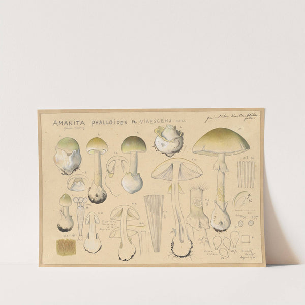 Amanita phalloides Fr., virescens Vaill. (1915-1945) by Hans Walty