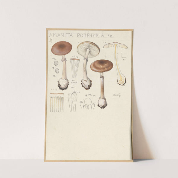 Amanita porphyria Fr (1915-1945) by Hans Walty