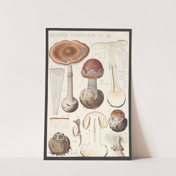 Amanita porphyria Fr. A. (1915-1945) by Hans Walty