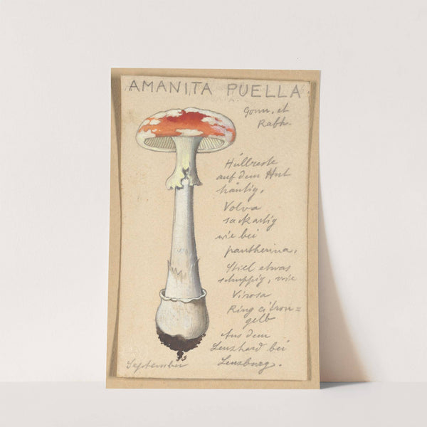 Amanita puella (1915-1945) by Hans Walty