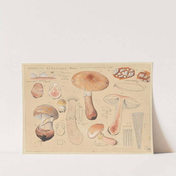 Amanita rubescens Person, Amanita pustulata Schäff (1915-1945) by Hans Walty