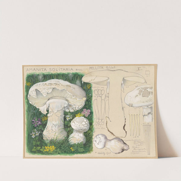 Amanita solitaria Bull., pellita Gillet (1915-1945) by Hans Walty