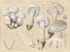 Amanita solitaria Bull., pellita Gillet, II. secretan (1915-1945)