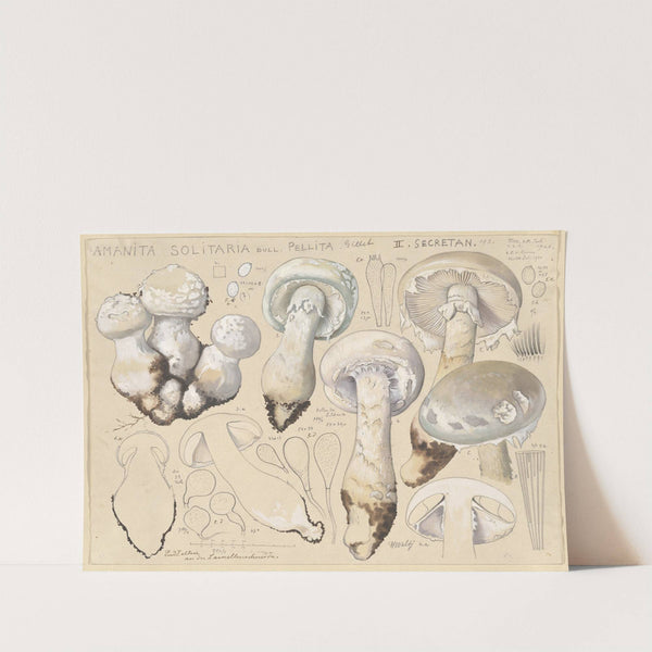 Amanita solitaria Bull., pellita Gillet, II. secretan (1915-1945) by Hans Walty