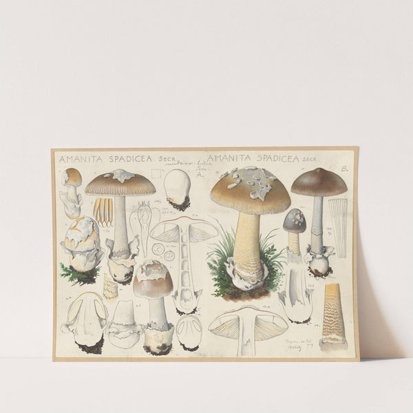 Amanita spadicea Secr. (1915-1945) by Hans Walty