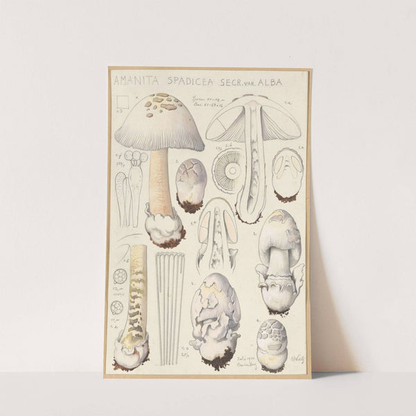 Amanita spadicea Secr. ver Alba (1915-1945) by Hans Walty