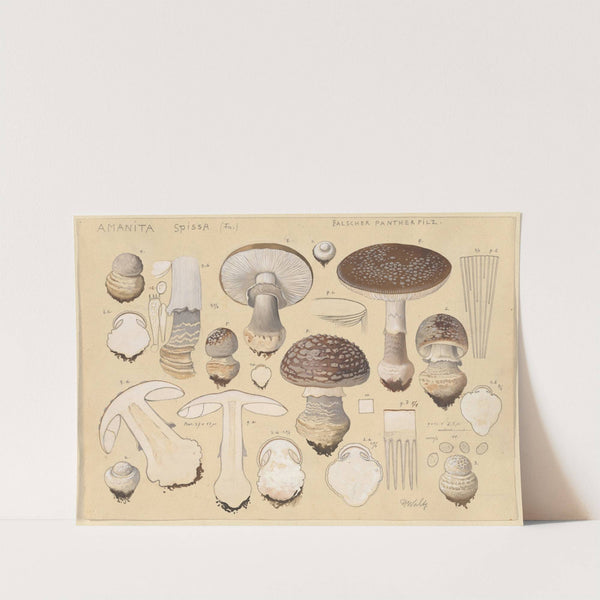 Amanita spissa (Fr.) (1915-1945) by Hans Walty