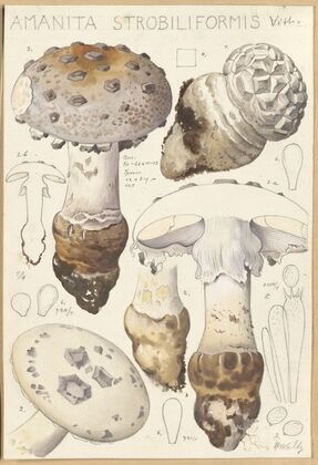 Amanita strobiliformis (1915-1945)