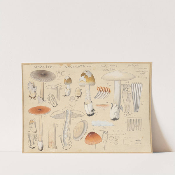 Amanita vaginata Bull. (1915-1945) by Hans Walty