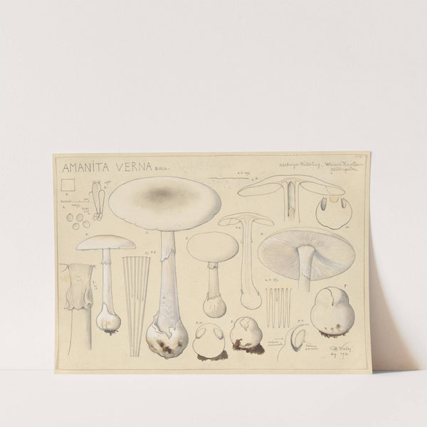 Amanita verna Bull. (1915-1945) by Hans Walty