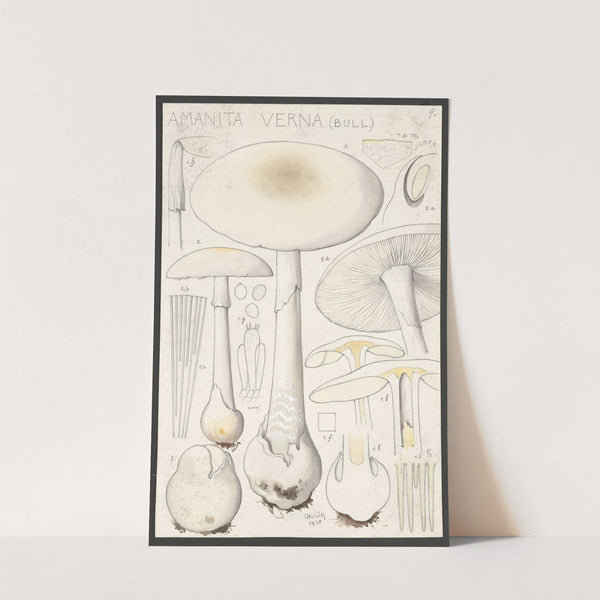 Amanita verna (Bull.) (1915-1945) by Hans Walty