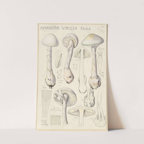 Amanita virosa (1915-1945) by Hans Walty