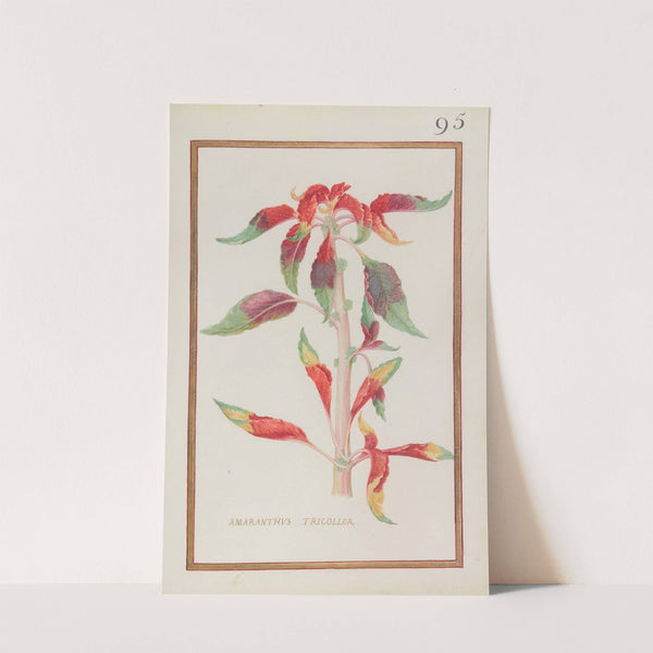 Amaranthus tricollor (1624) by Daniel Rabel