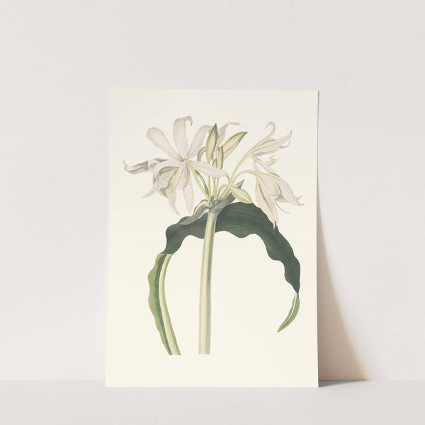 Amaryllis Aulica by Priscilla Susan Bury