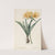 Amaryllis aurea (1802-1816) by Pierre Joseph Redouté