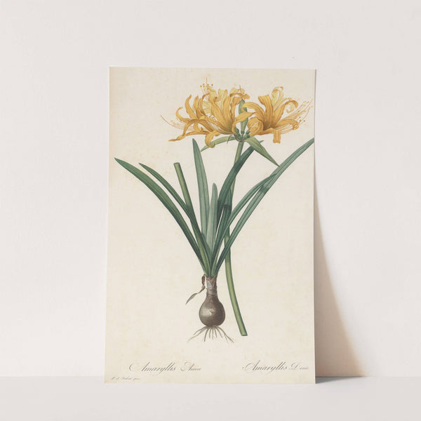Amaryllis aurea (1802-1816) by Pierre Joseph Redouté