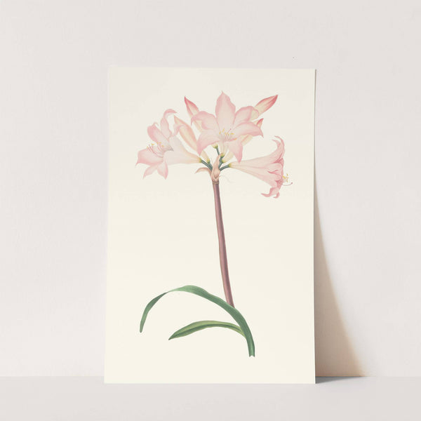 Amaryllis Belladonna by Priscilla Susan Bury