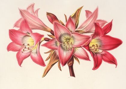 Amaryllis Belladonna
