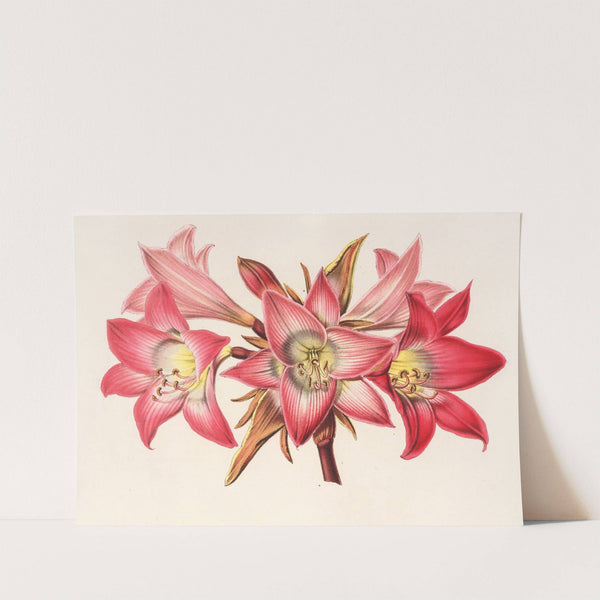 Amaryllis Belladonna by Charles Antoine Lemaire