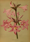 Amaryllis Belladonna (1872-1881)