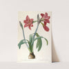 Amaryllis brasiliensis (Brazilian Amaryllis) by Pierre Joseph Redouté