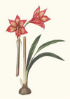 Amaryllis Correiensis.
