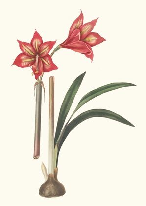 Amaryllis Correiensis.