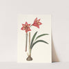 Amaryllis Correiensis. by Priscilla Susan Bury