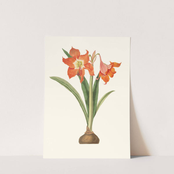 Amaryllis Equestris (Major) by Priscilla Susan Bury