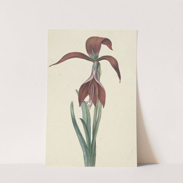 Amaryllis Formosissima by C.J. Kruimel