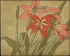Amaryllis