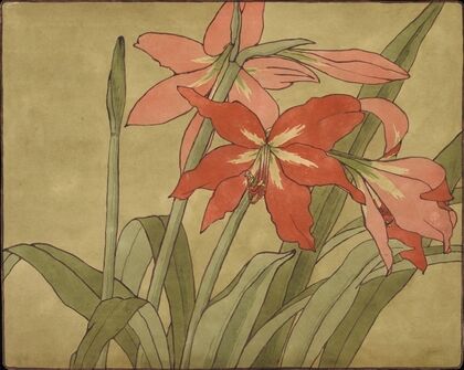 Amaryllis