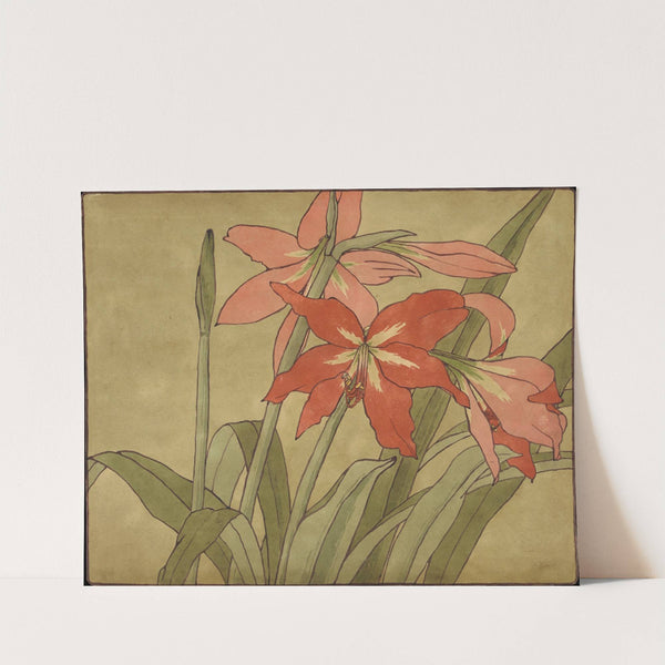 Amaryllis by Hannah Borger Overbeck