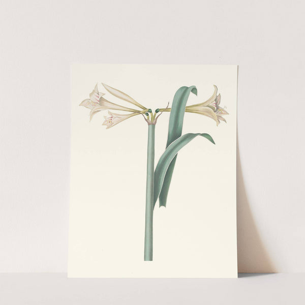 Amaryllis Harrisoni by Priscilla Susan Bury