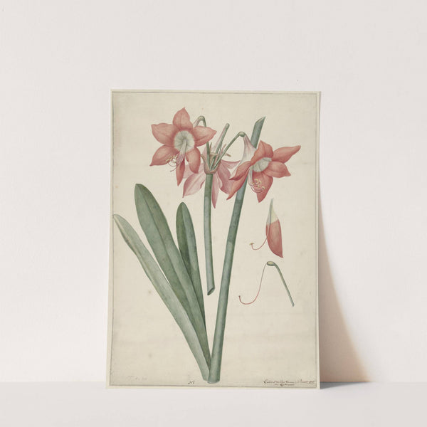 Amaryllis Haworthia Margaritiferas by Laurens Jacobsz. van der Vinne