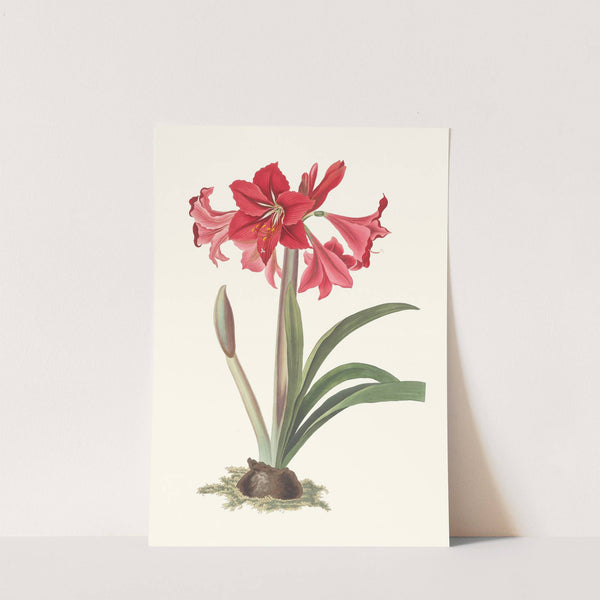 Amaryllis Johnsoni. by Priscilla Susan Bury