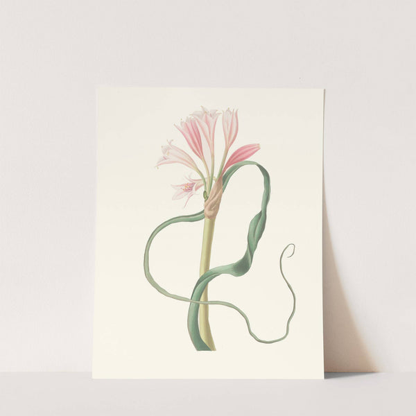 Amaryllis Longifolia (Glauca) by Priscilla Susan Bury