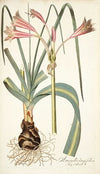 Amaryllis longifolia