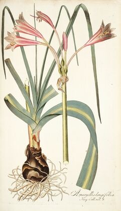 Amaryllis longifolia