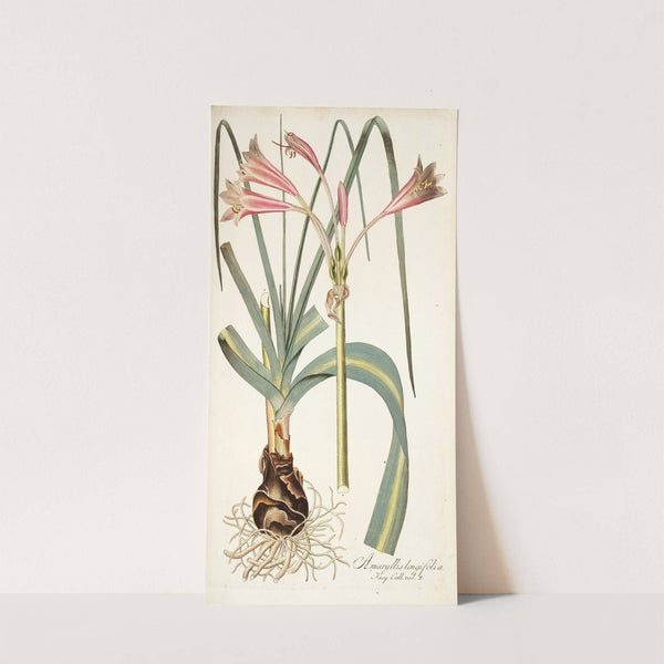 Amaryllis longifolia by Nikolaus Joseph Freiherr von Jacquin